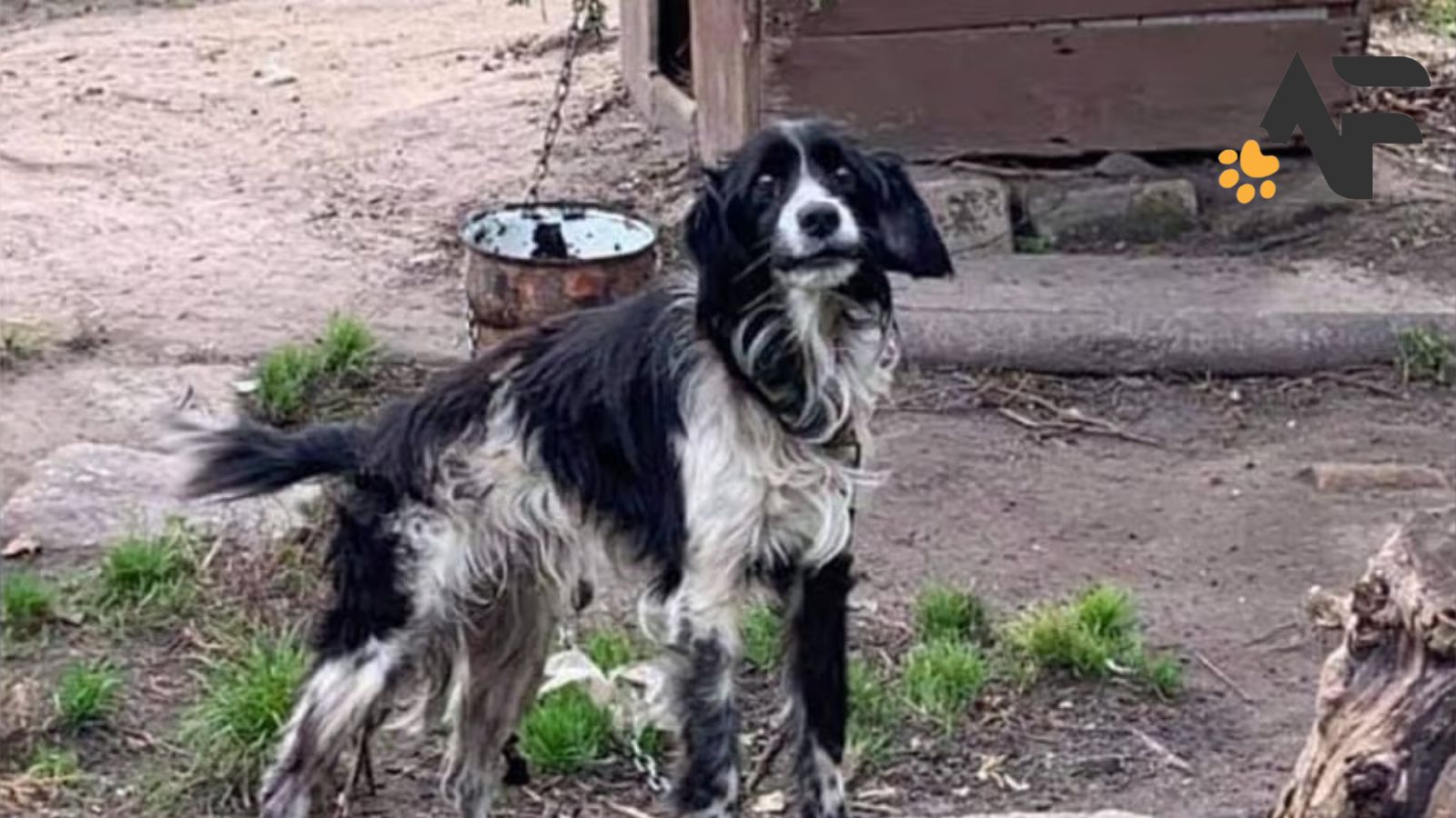 Chained Abandoned Dog By His Owners For Weeks - News Animals Fluencer