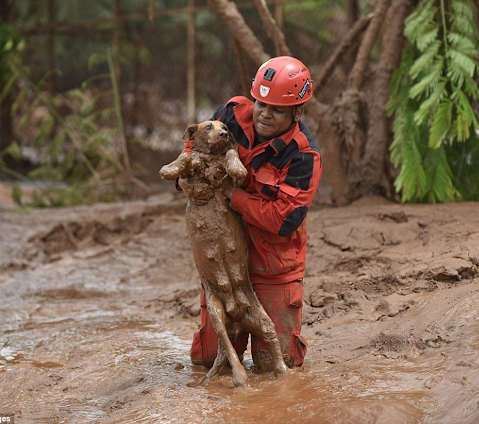 rescued dog