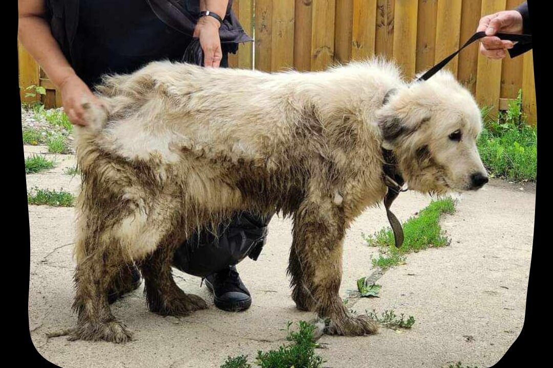 chained dog